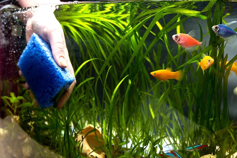 ペットセラピー効果とは?