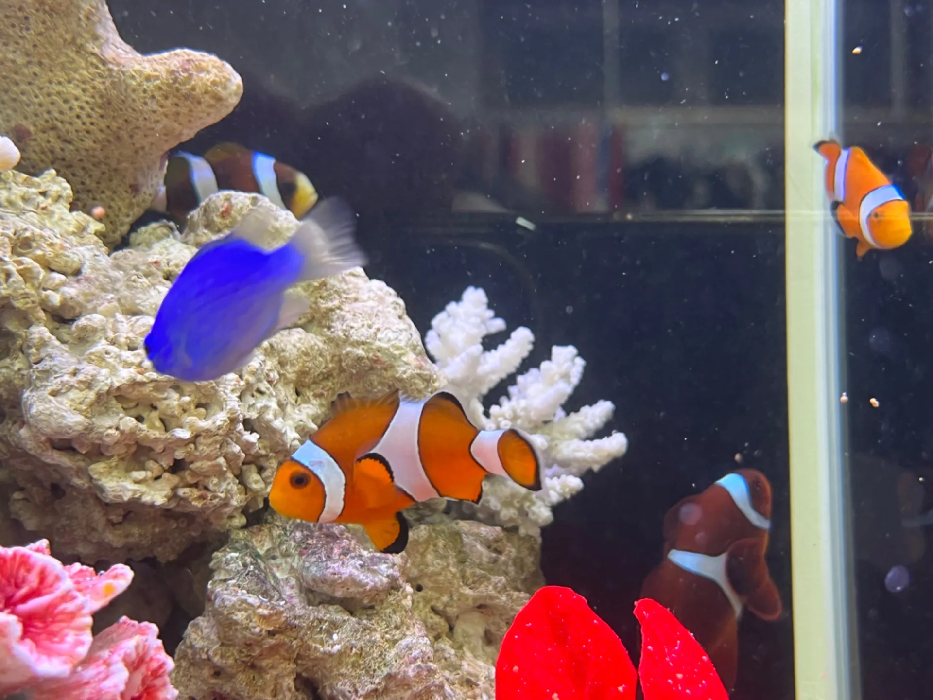 カクレクマノミ