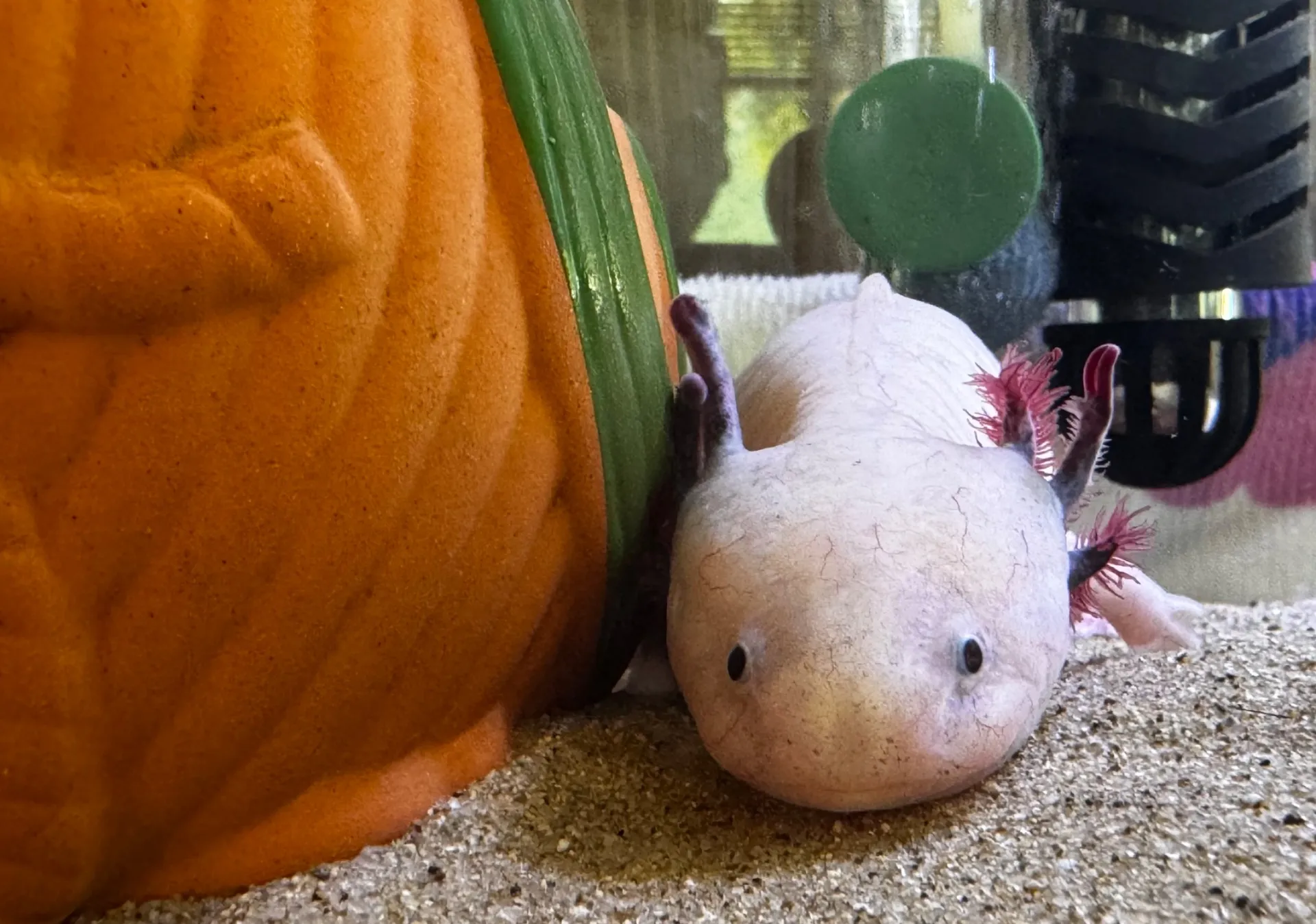 ウーパールーパー